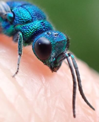 Réf. 334 363 : Chrysis terminata